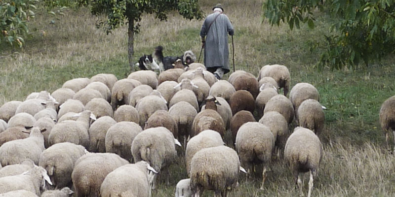 Shepherd